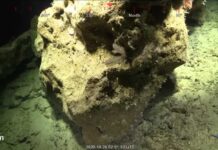 Científicos Entusiasmados Después de Encontrar un Enorme Arrecife de Coral, el Primer Arrecife Descubierto en 120 Años