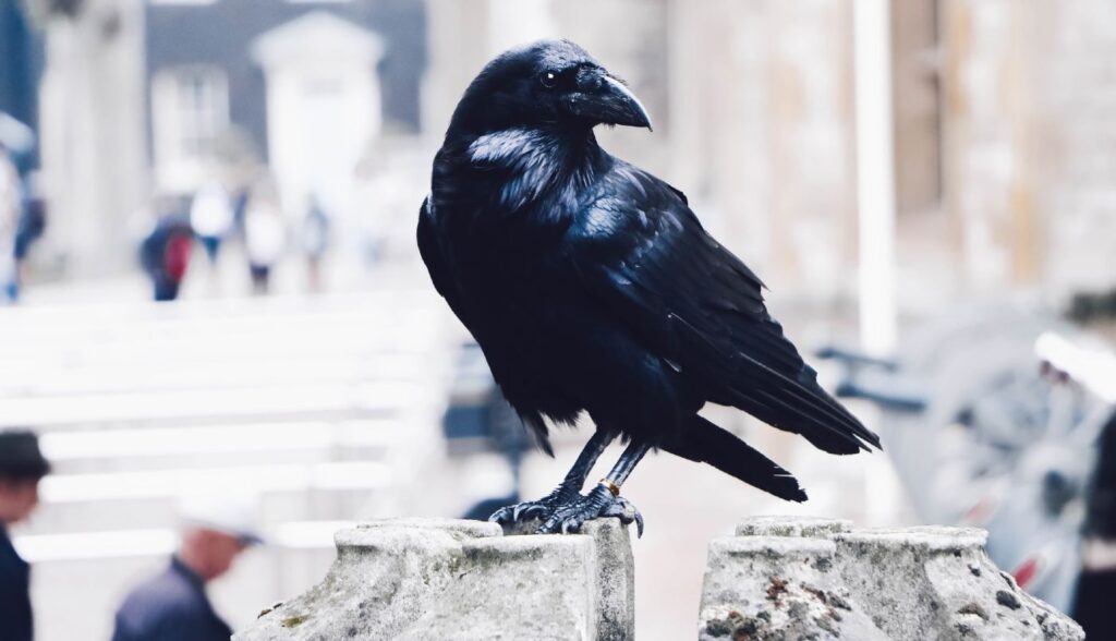 New Research Shows Why Crows Are So Intelligent and Even Self-Aware—Just  Like Us