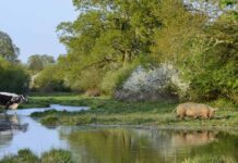 Astonishing 916% Increase in Breeding Birds Seen at England’s Premier Rewilding Project
