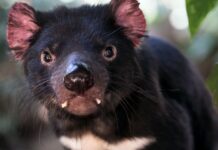 After 3,000 Years, Tasmanian Devils Make a Comeback on Mainland Australia