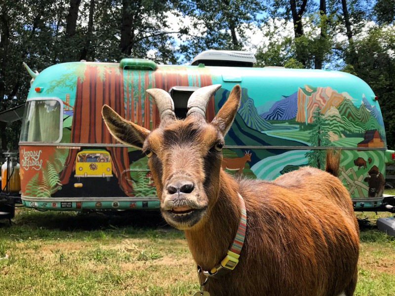 Picture of Frankie the adventurous goat who has traveled over 60,000 miles across the US with her owners in their colorful Airstream trailer.