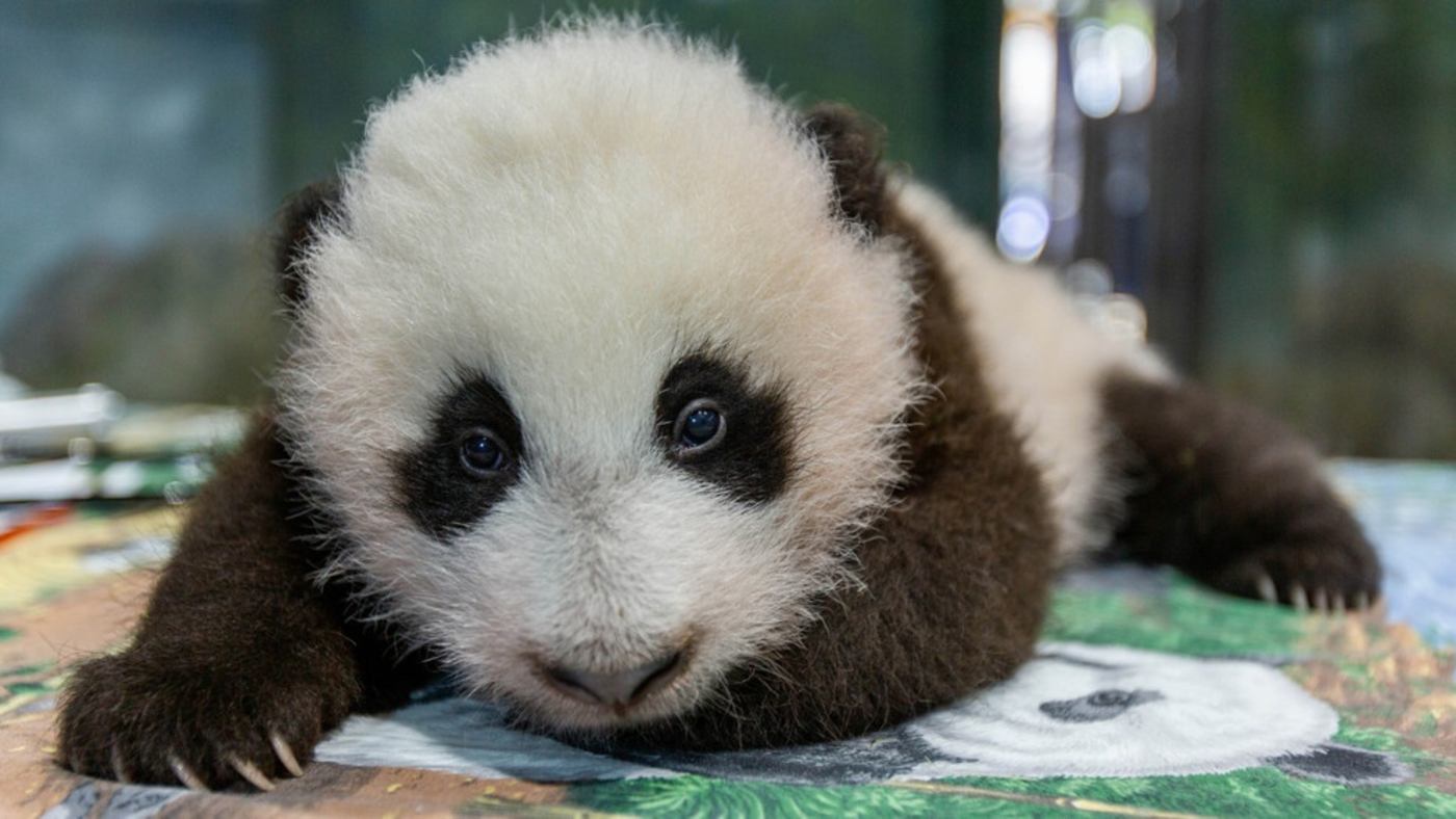 The National Zoo Has a New Panda Cub–And They're Asking for Votes to Name It