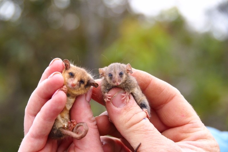 Left-Western-pygmy-possum-right-Little-pygmy-possum-facebook-Kangaroo-Island-Land-for-Wildlife-1.jpg