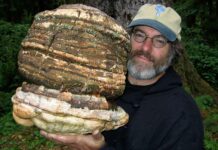 El Steve Irwin de los Hongos, Trabaja para Salvar Hongos Antiguos y Raros que Pueden Protegernos de Pandemias