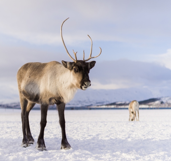 They Are All Woman – Except For Rudolph