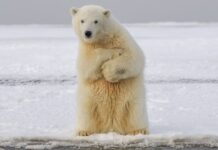“Gran Victoria para los Osos Polares”, el Tribunal Rechaza el Proyecto de Perforación en la Costa Afuera del Ártico