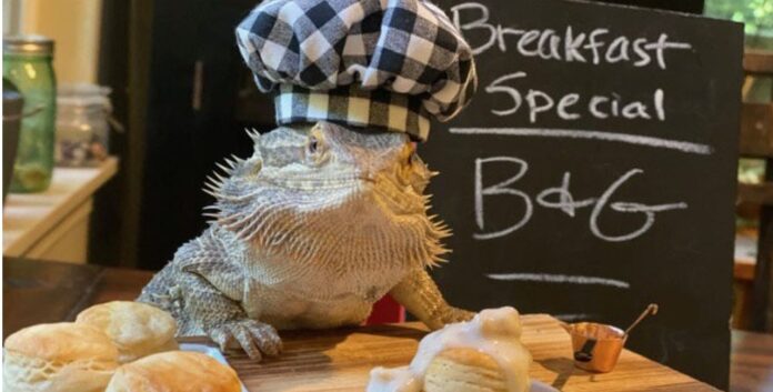Lizard chef-SWNS