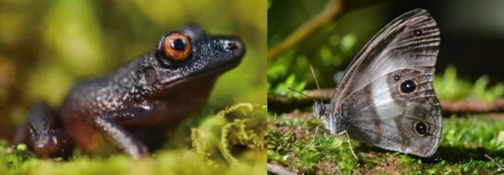 New Species, Devil-eyed Frog, and Satyr Butterfly Not Seen For a Century Found in Forests 30 Miles From the Capital