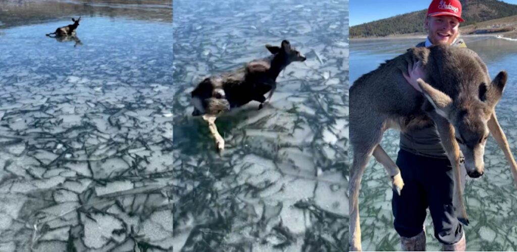 Watch Fishermen Risk Walking on Frozen Lake to Rescue Exhausted Baby Deer