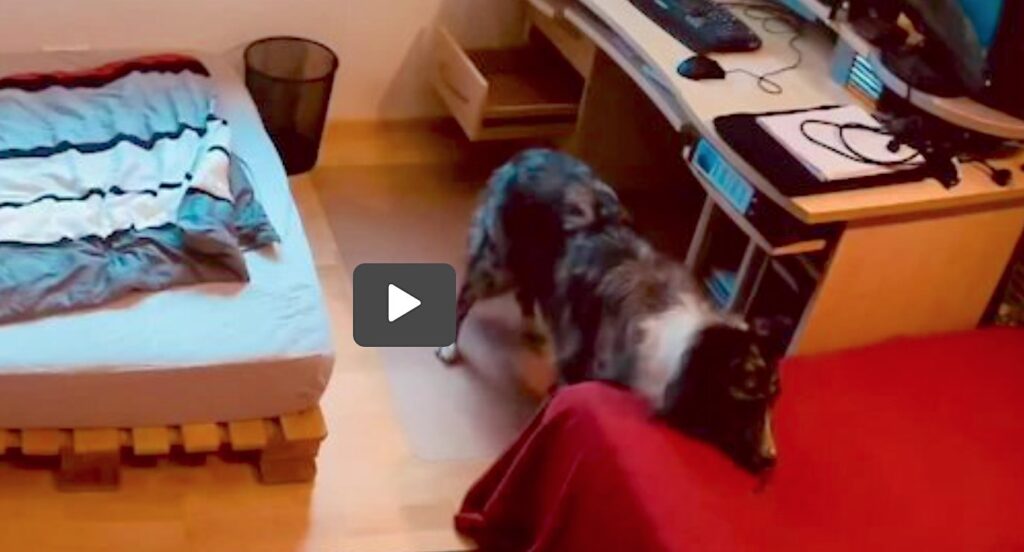Clever Australian Shepherd Appears to Outsmart Owner, Gets Two Treats