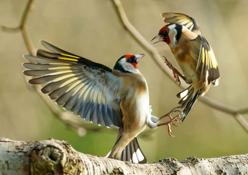 Photographer Uses Lockdown to Snap Photos of Amazing Wild Birds in Garden –All From the Kitchen Window