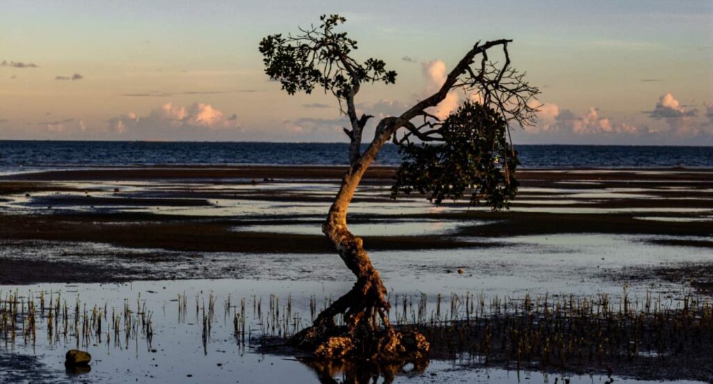 UK Prioritizes Climate Crisis By Supporting Sustainability in Developing Countries With $4 Billion Plan