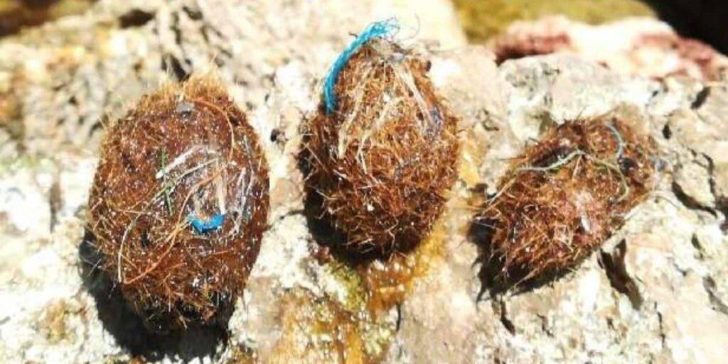 Seagrass Balls Filter Millions of Plastic Particles From Water, Says New Study