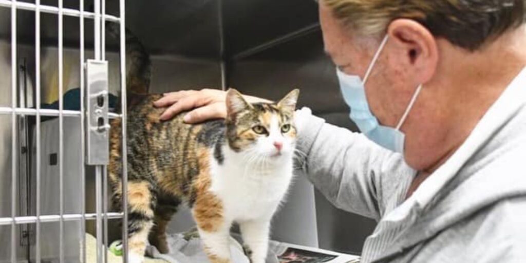 Cat Was Thought to be a Goner in California Mudslides. 3 Years Later, the ‘Miracle Cat’ Showed Up Again
