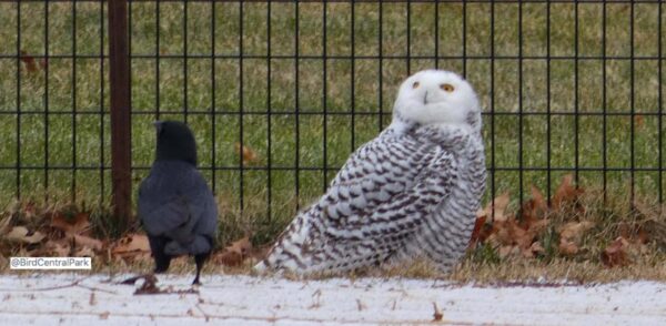 Snowy Owl Spotted in New York’s Central Park For the First Time in 130 ...