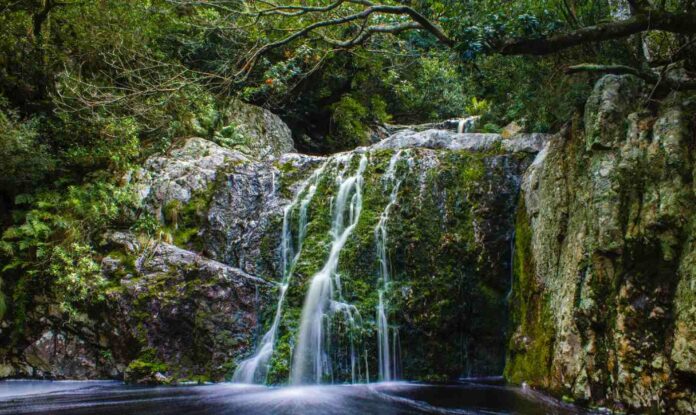 south africa forest public domain captureson-photography