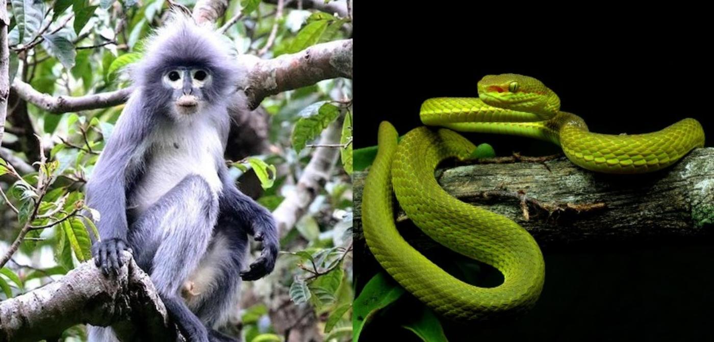 Top 10 Species Discovered in 2020 Include a Harry Potter Snake and  Desert-Dwelling Broccoli