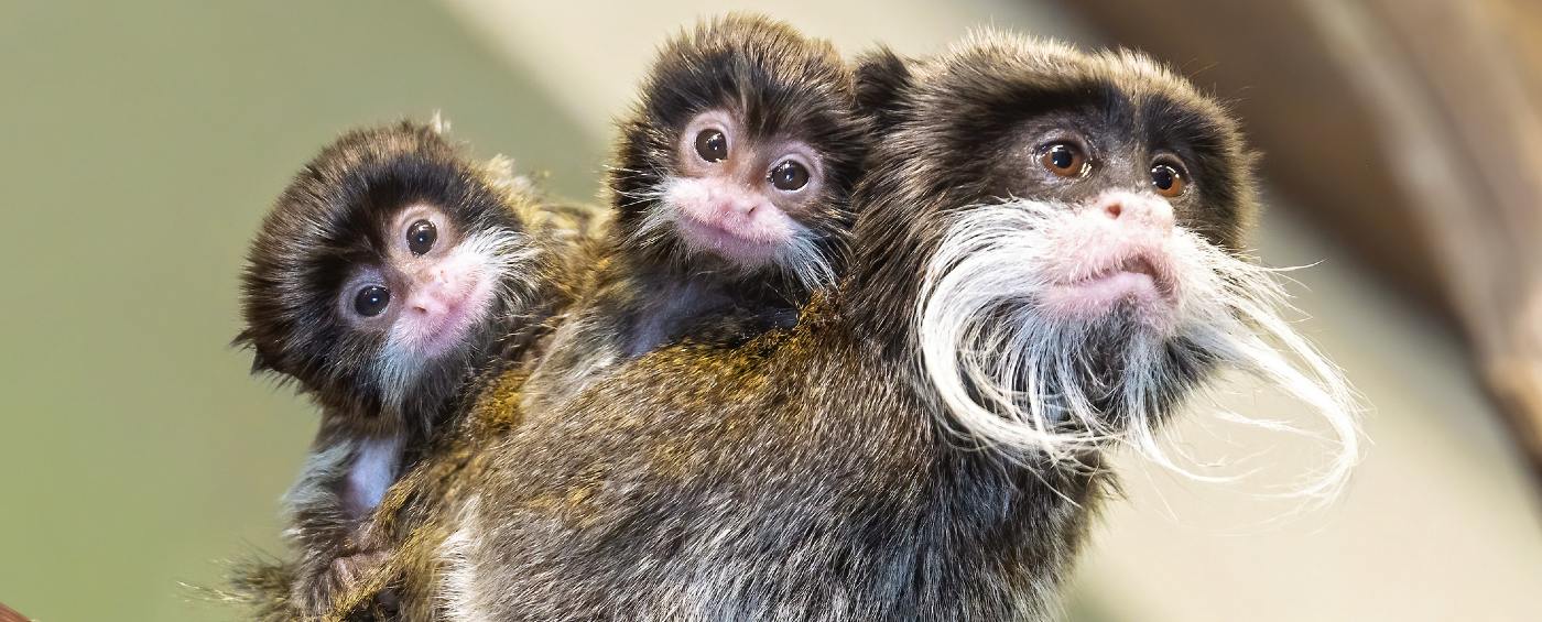 These Emperor Tamarin Triplets Were Born the Size of a Thimble - With the  Cutest Tiny Moustaches