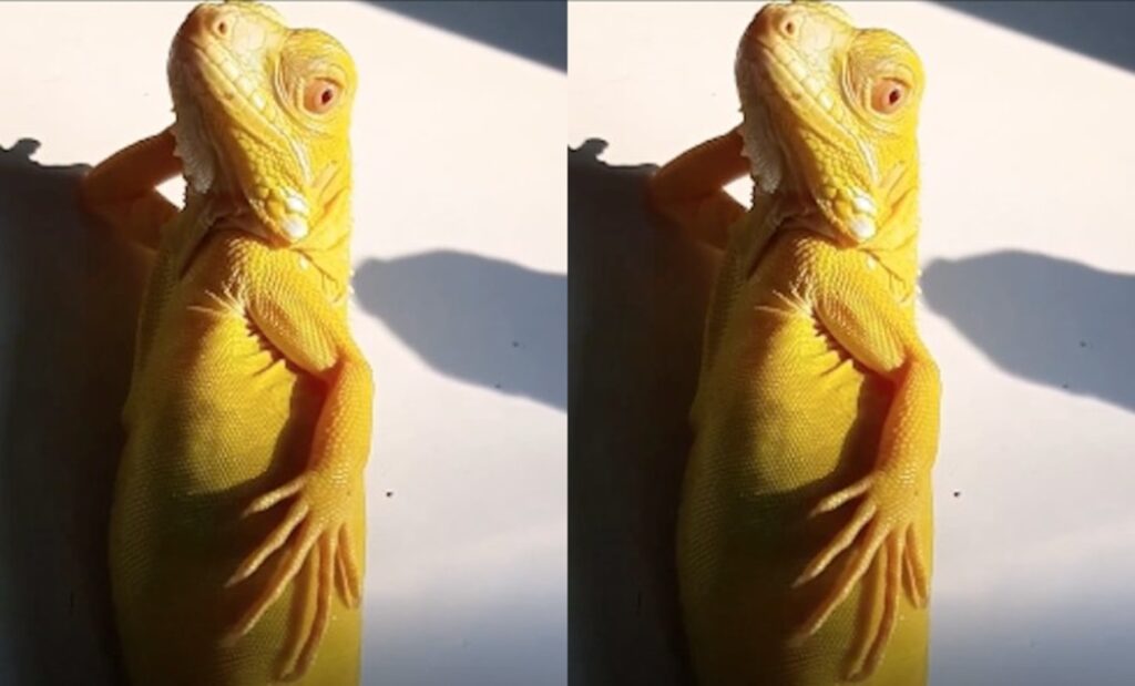 This Sassy Iguana Thinks He’s a Supermodel Posing at the Beach – Video