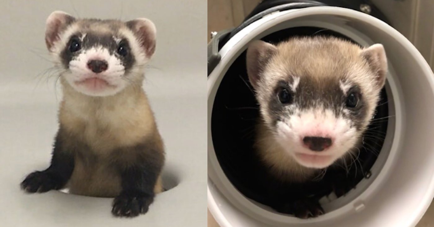 First Cloned Endangered Species in . From Genes Frozen 30 Years Ago  Gives Hope For Black-footed Ferret
