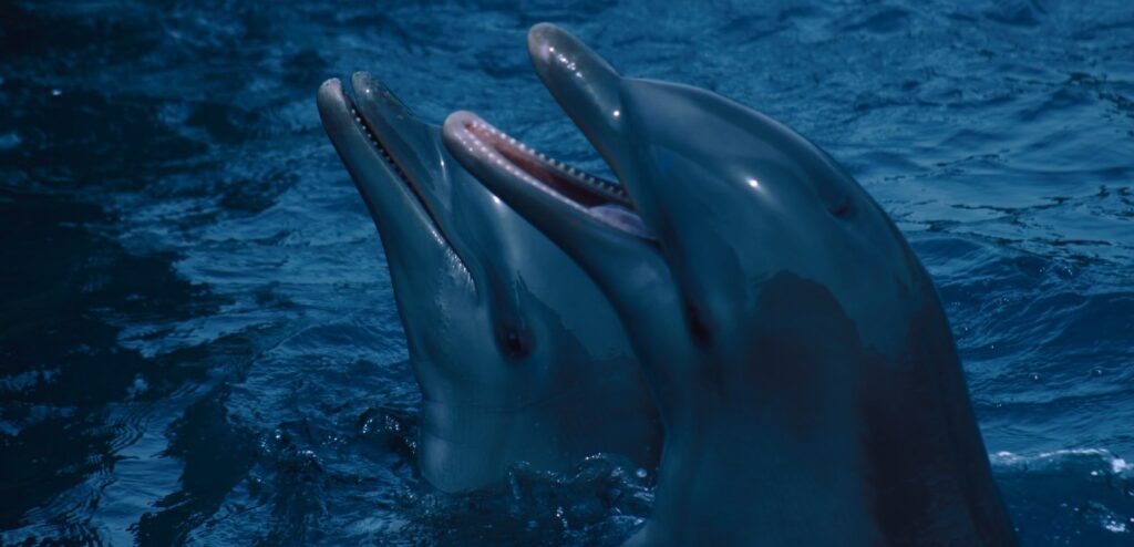 Dolphins Have Similar Personality Traits to Humans, Study Finds