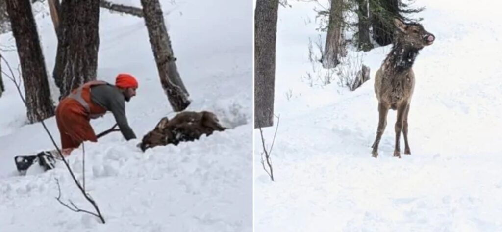 Man Saves Elk After it Was Buried By an Avalanche With Only a Nostril And One Eye Peeking Out of the Snow