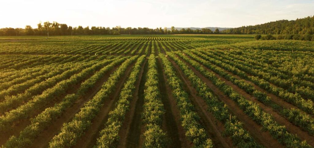 The First Farmer in the US to Sequester Carbon for Cash Earns $115,000 For His New Planting Strategies