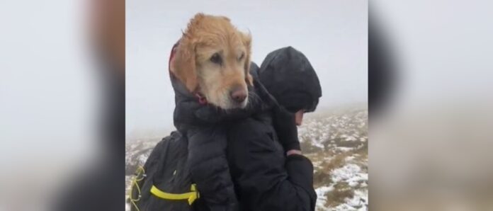 golden retriever wicklow rescue social media @JEANFRANCOISWILLEM, TIKTOK