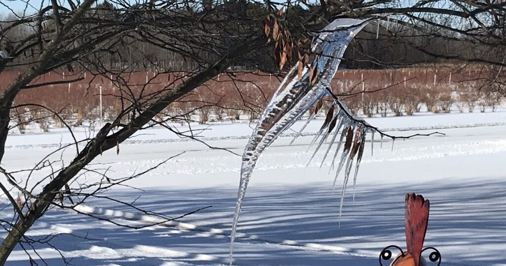 Woman Woke Up to Find Astonishing Icicle in the Garden That Looks Exactly Like a Hummingbird