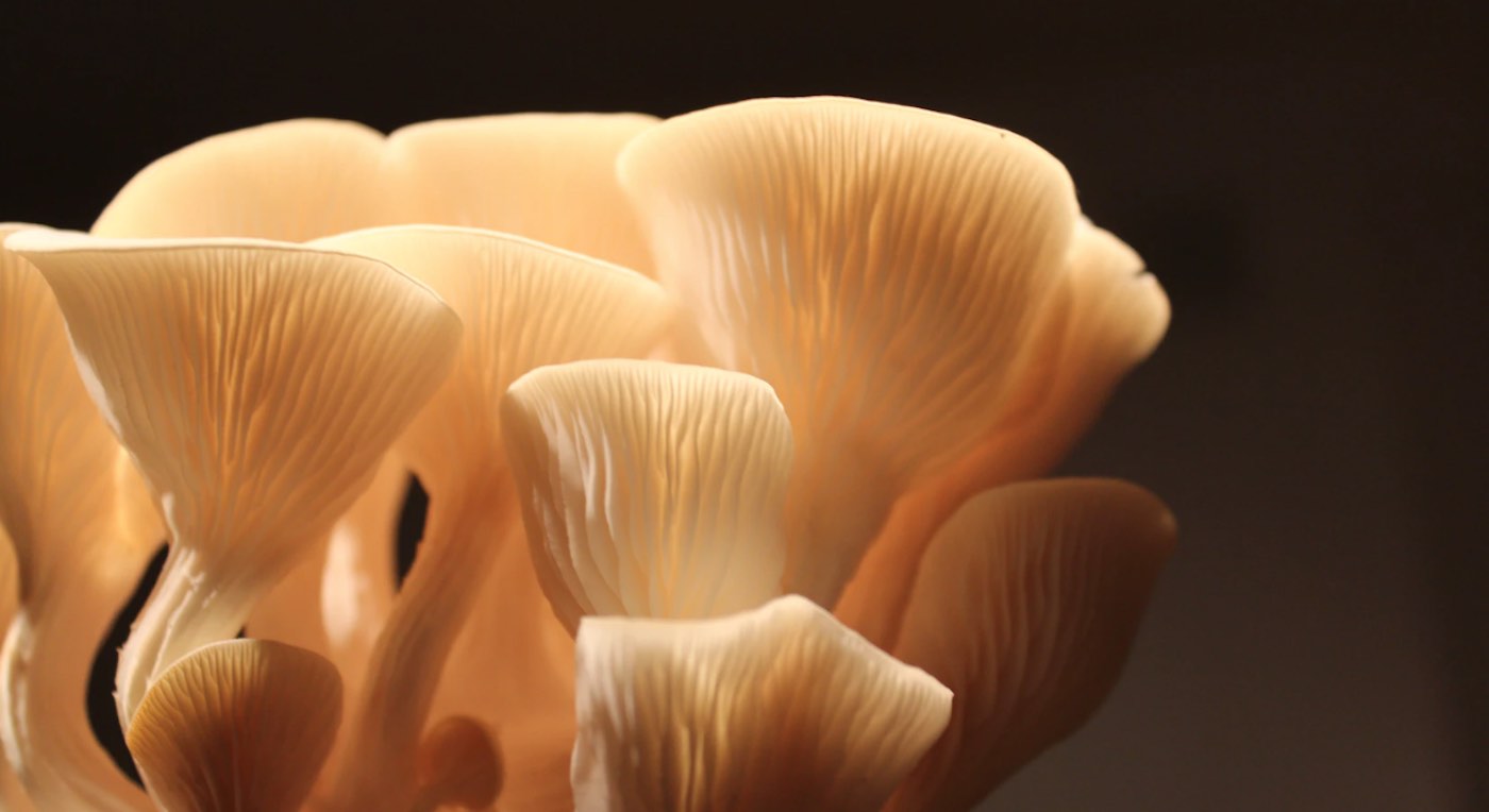 Processors in Tech Wearables such as Fitbits can be replaced using Mushroom Mycelium