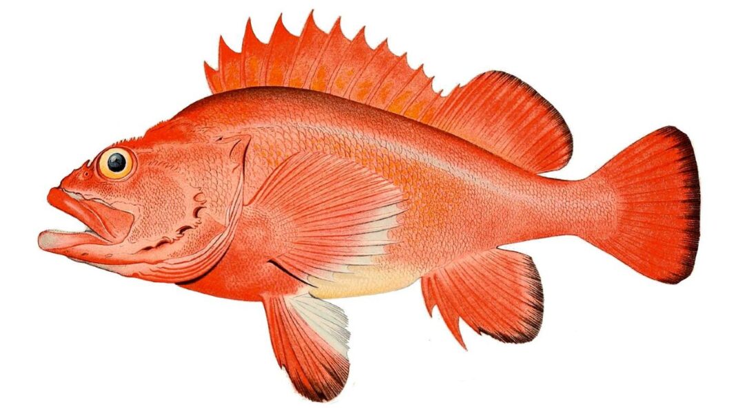 Rockfish Populations Rebound After Strict Management Decades Ahead of