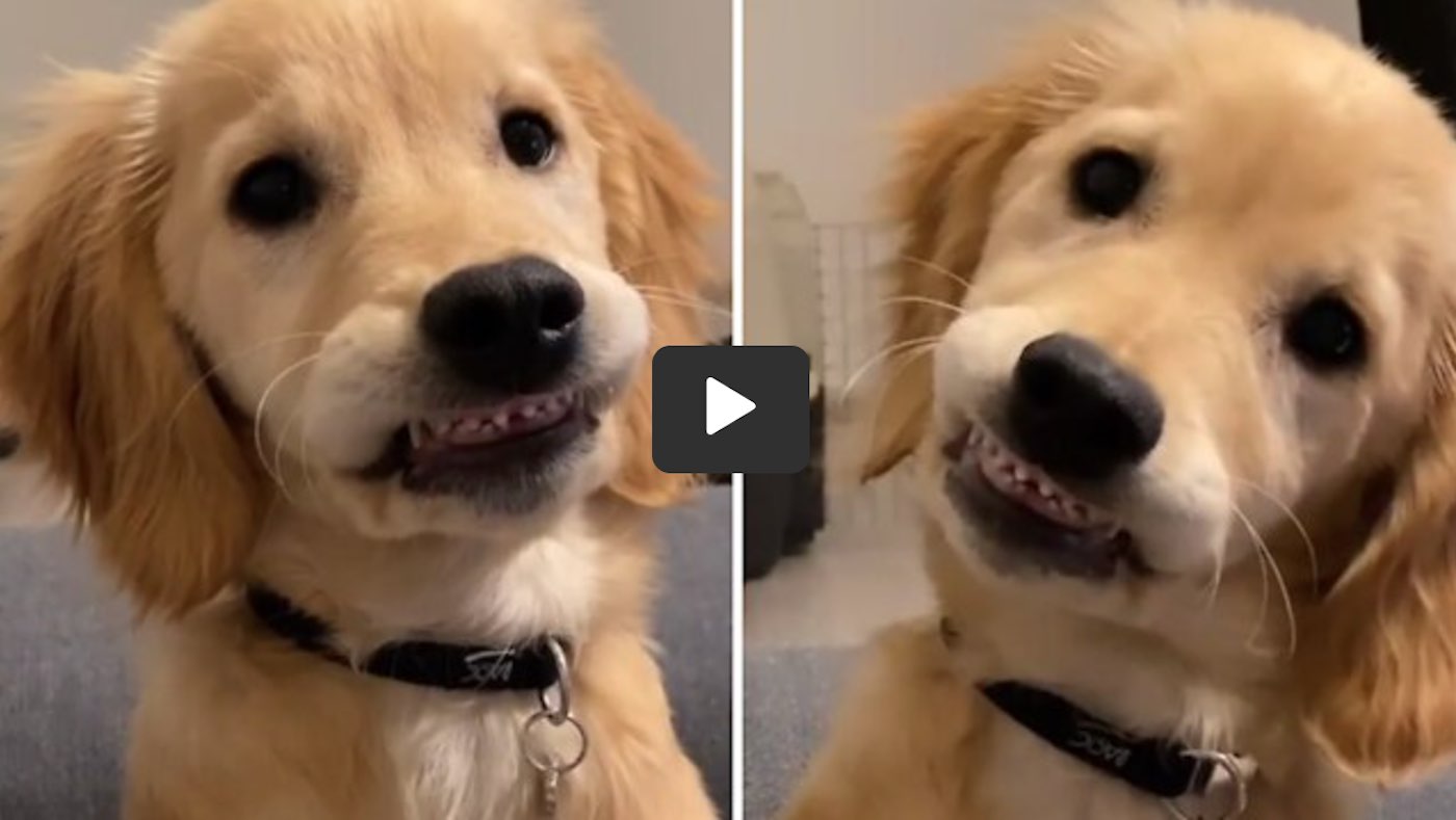 Puppy Gets Tooth Pulled At The Dentist And Adorably Smiles For The Camera