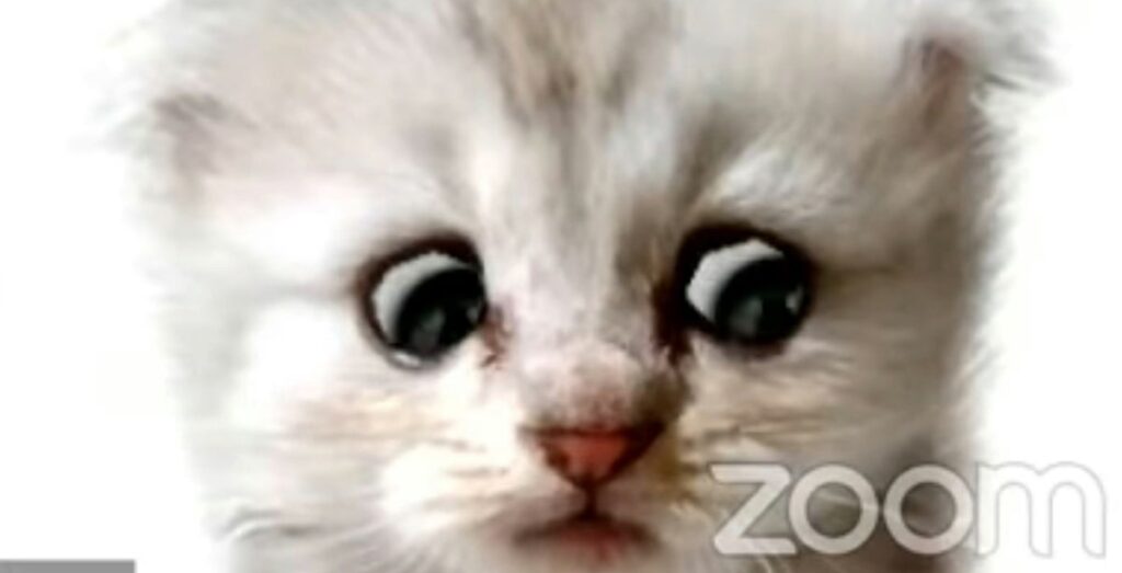 ‘I’m not a cat,’ Lawyer Tells Judge When He Can’t Change The Zoom Filter – Hilarious Video