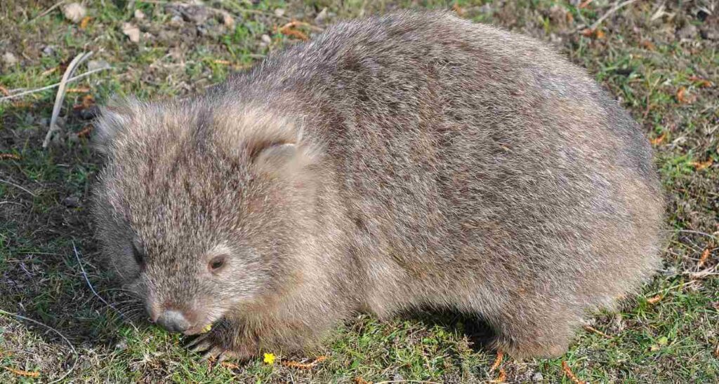 Wombats Hailed as Heroes for Digging Down Under, Revealing Water Well During Drought