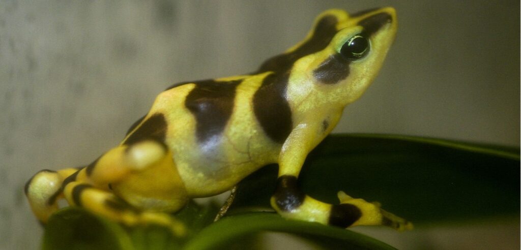 Atelopus Varius Harlequin Toad Frog Cc Brain Gratewick Wiki