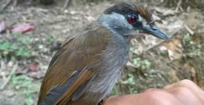black browed babbler bird - M. Suranto-released