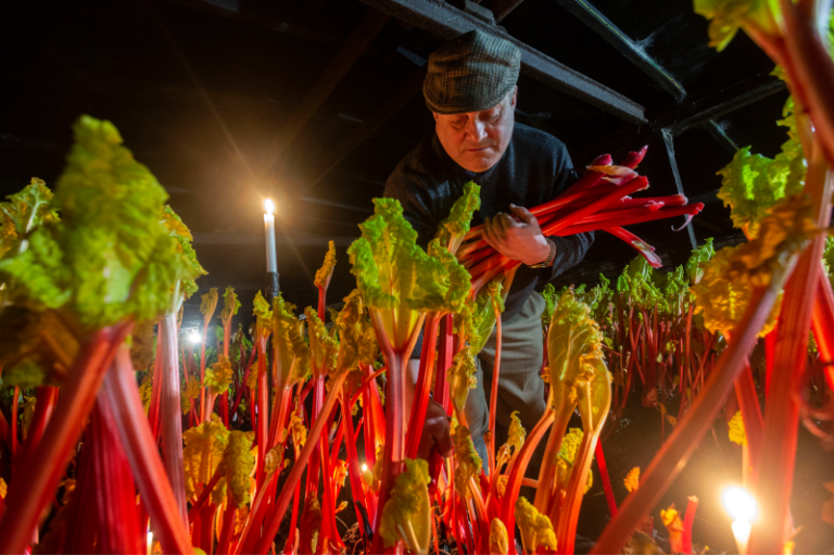 Step Inside the Magical World of An Ancient Tradition Growing Rhubarb
