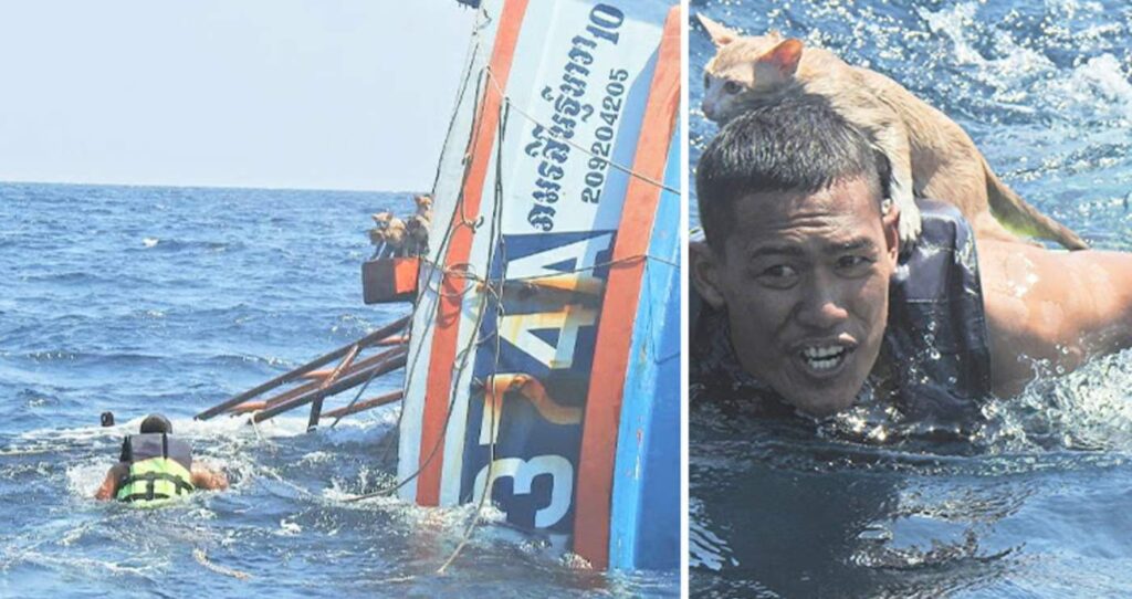 Heroic Sailor Dives Into Choppy Seas to Save 4 Kittens From Burning Ship
