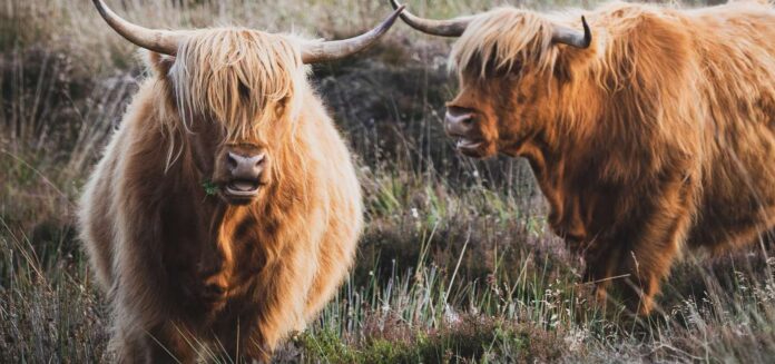 highland cows scotland public domain kieran-yates-unsplash