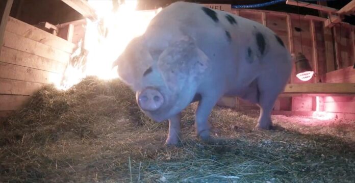 pig livestream screenshot Laura palladino (1)