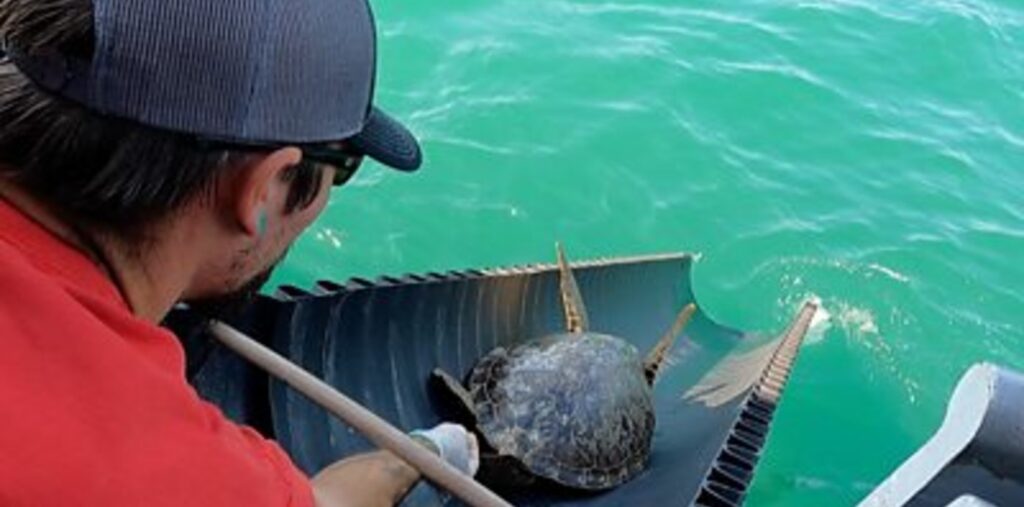 UPDATE: 2,200 Cold-Stunned Turtles Have Been Released by Volunteers Back Into the Gulf