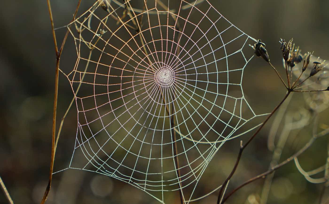 москва вид из космоса ночью. паутина москва. паутина москва. паутина москва. паук на паутине.