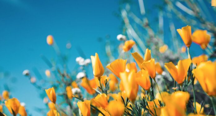 spring flowers and poppies-pubdomain-Sergey Shmidt