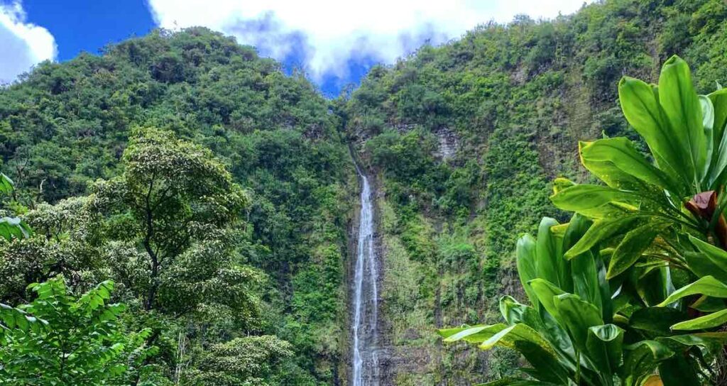 Amazon, Unilever, and Nestlé join the UK, US and Norway in New $1Billion Initiative to Preserve Tropical Rainforests