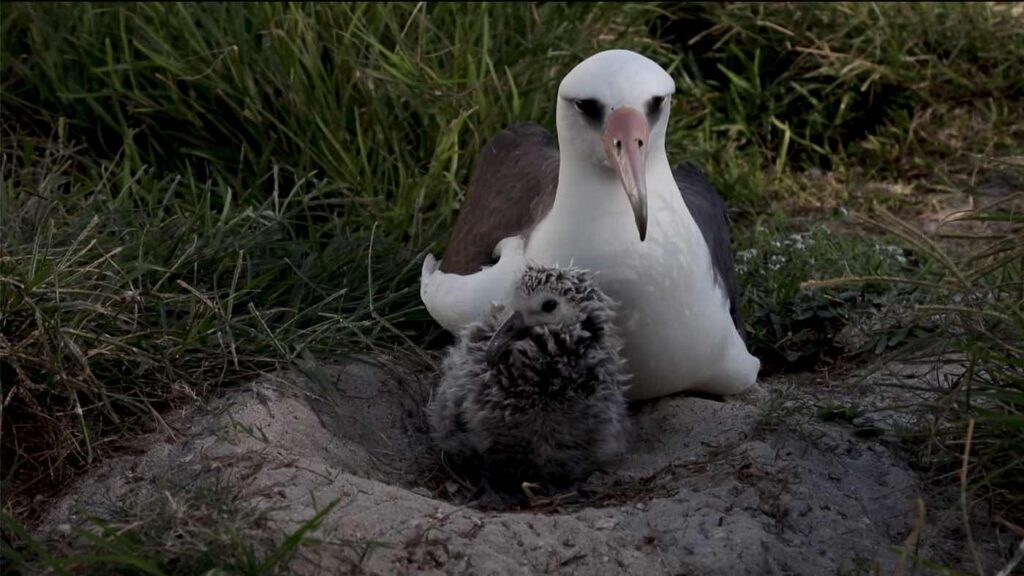 The World's Oldest-Known Wild Bird—Named Wisdom—Hatches Another Chick at 70  (WATCH)