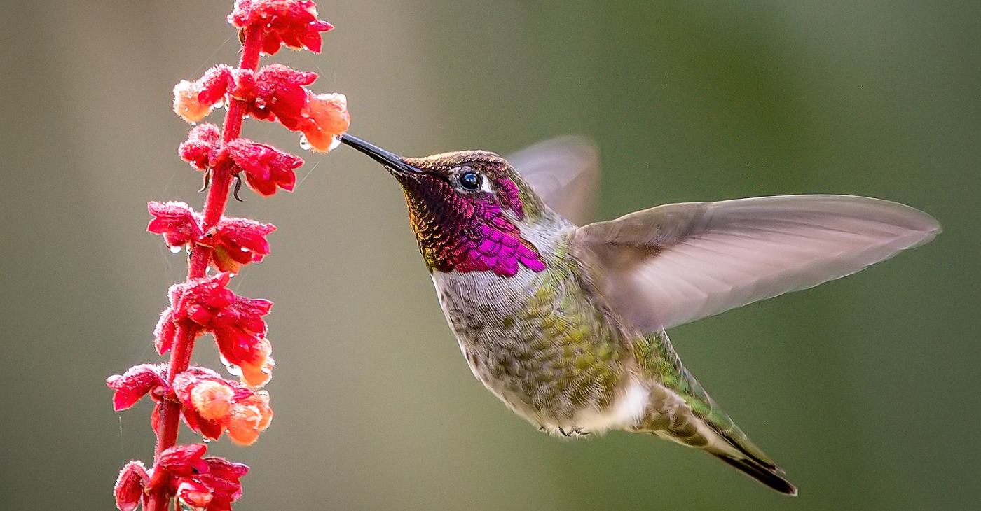 Like a Beautifully-tuned Instrument': 2000 Microphones Unlock the Mystery  of Why Hummingbirds Hum