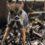 Tiny ‘Mouse Deer’ Born at English Zoo is the Height of a Pencil — And Adorable