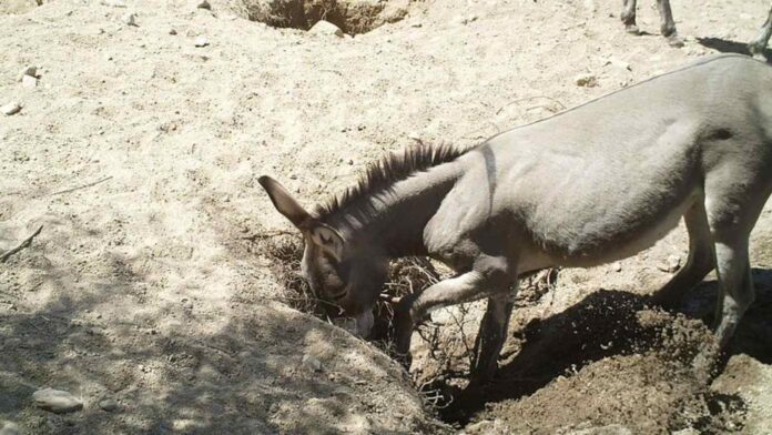A donkey digging a well in the Sonoran Desert, AZ released E. Lundgren