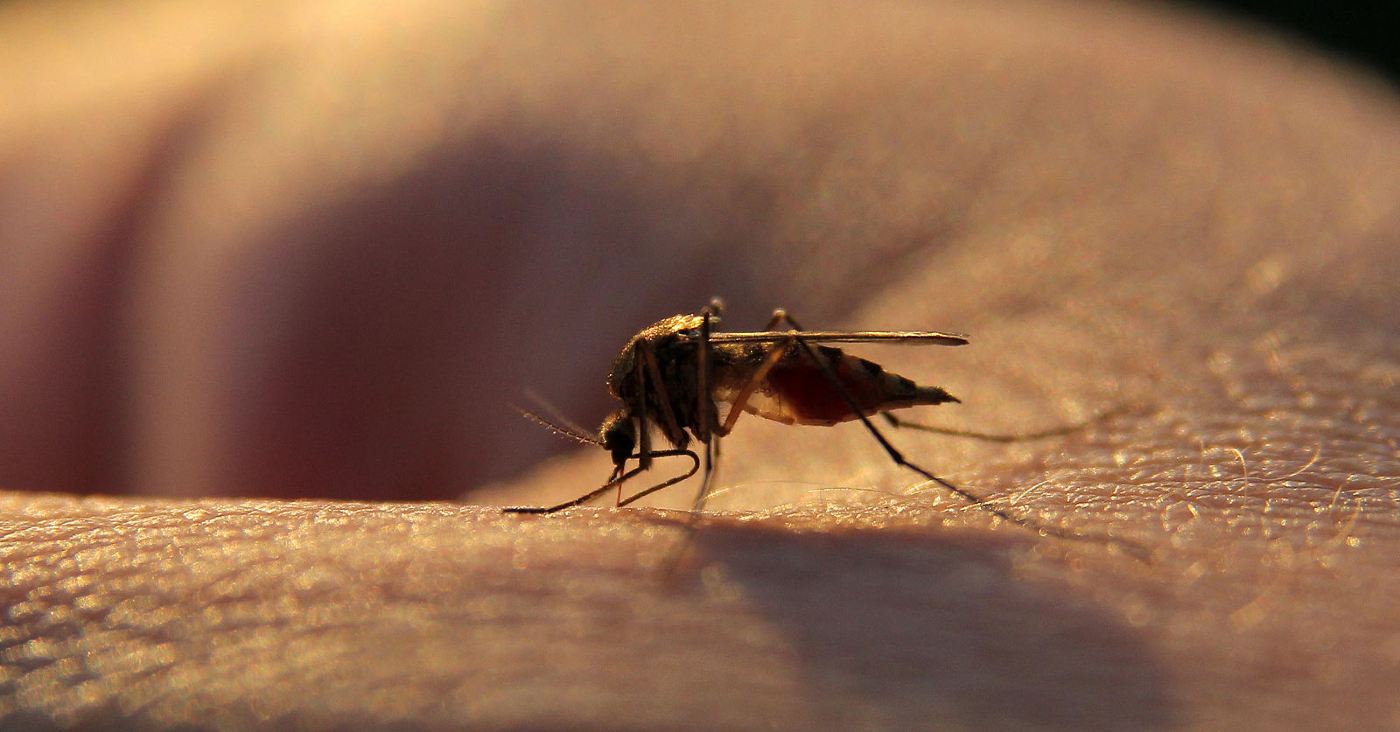 Uji Coba Landmark Berhasil Menghilangkan Invasif, Penyakit Pembawa Nyamuk Menyebarkan Demam Berdarah, Demam Kuning dan Zika