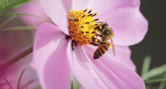 bee nectar on a flower cosmos pubdomain Damien DUFOUR Photographie